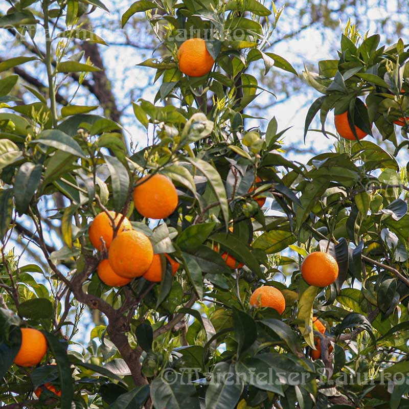 Orange - Blutorange BIO (10 ml)