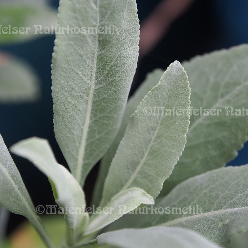 Salbei - White sage fresh extra (1 ml)