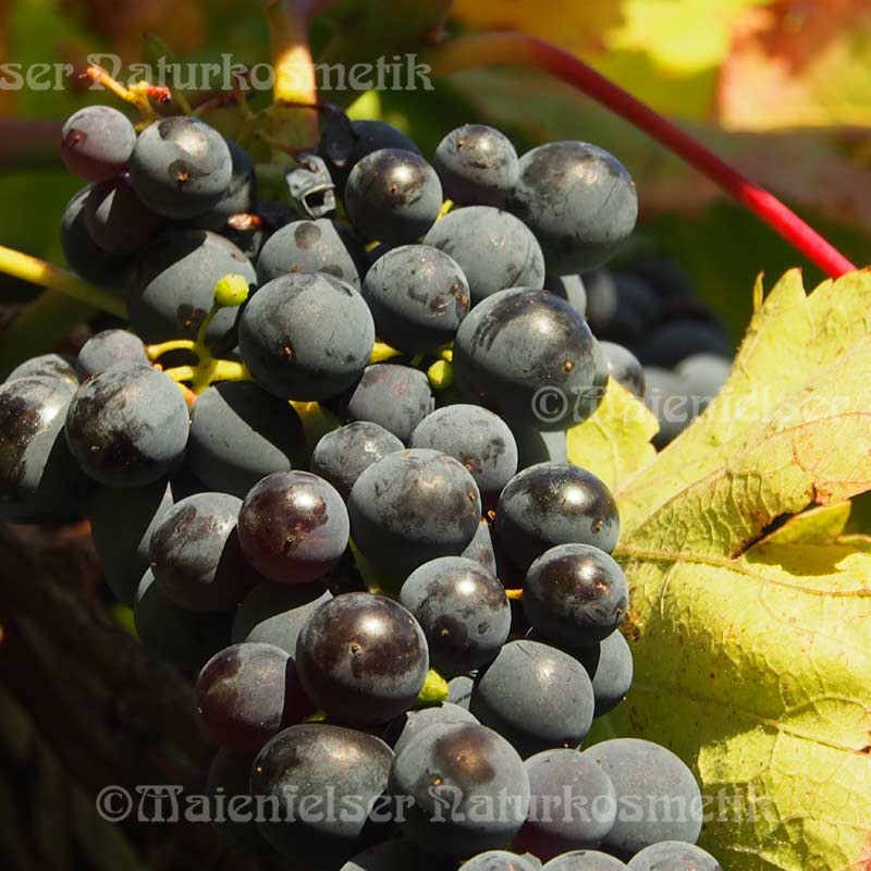 Traubenkernöl BIO