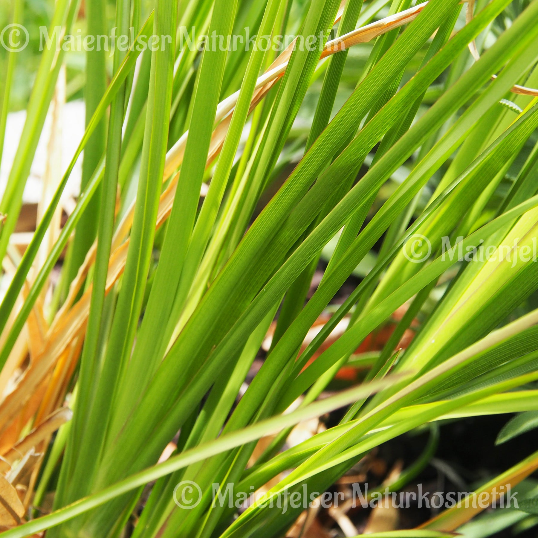 Vetiver BIO Madagaskar (5ml)