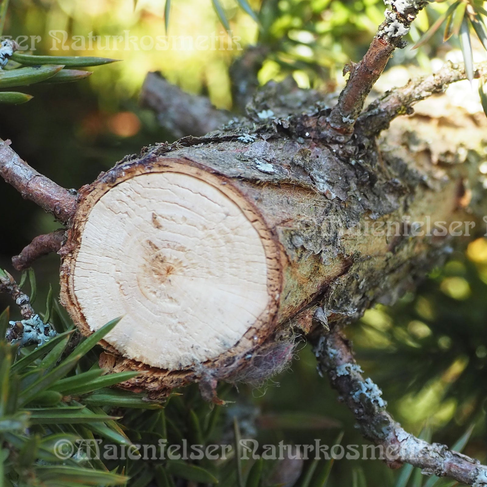 Wacholderholz spezial Bio (5 ml)