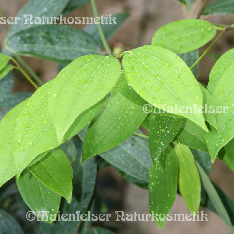 Zimtrinde "First" (3 ml)